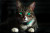 Avatar for MarvinNotTheMartian