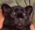 Avatar for Owlman888