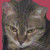 Avatar for אביגיל מנשה (flying cat)