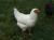 Avatar for Chickenmaster1996