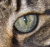 Avatar for macforme
