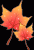 Avatar for 19karinc